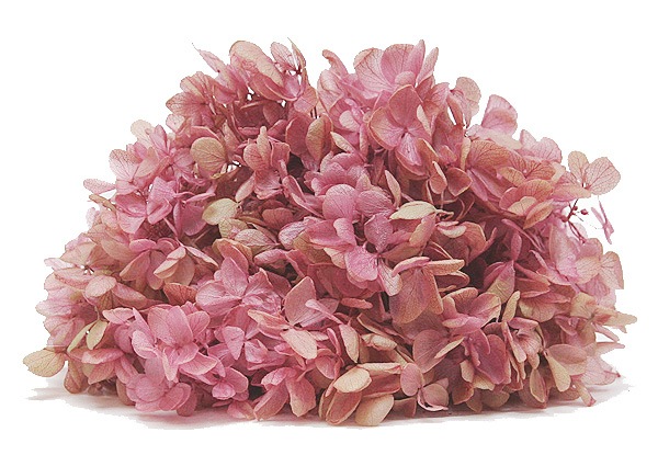 �������� �ԥ�ߥåɥ����������إå�(����ǡ�����󥫥顼)  �ԥ󥯥饤��