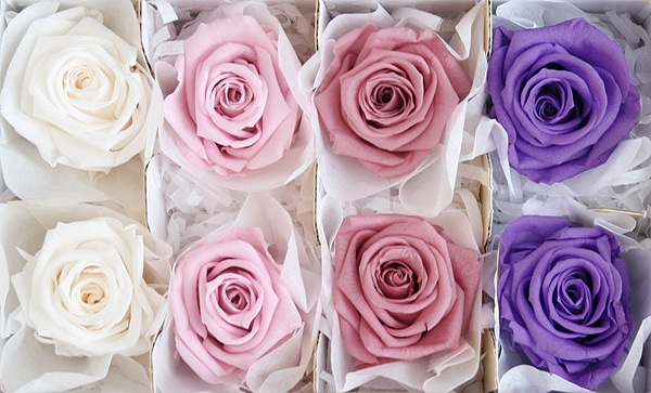 <@needs>ե륨С ǥʥꥸʥ륢(2x4) Х饨ƥߥå B