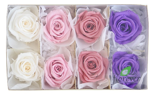 <@needs>ե륨С ǥʥꥸʥ륢(2x4) Х饨ƥߥå B