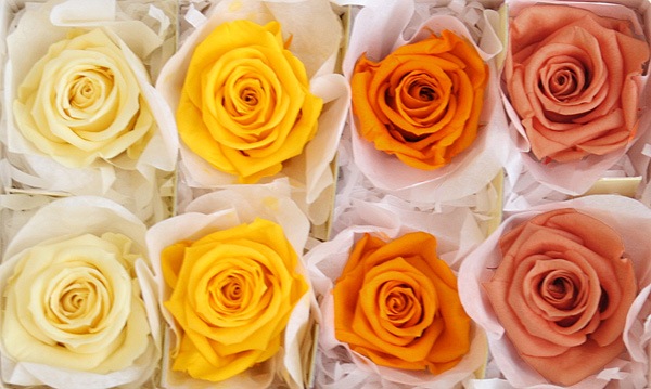 <@needs>ե륨С ǥʥꥸʥ륢(2x4) Х饨ƥߥå C