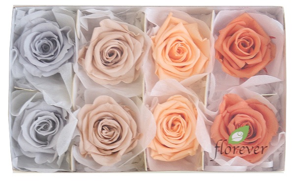 <@needs>ե륨С ǥʥꥸʥ륢(2x4) Х饨ƥߥå D