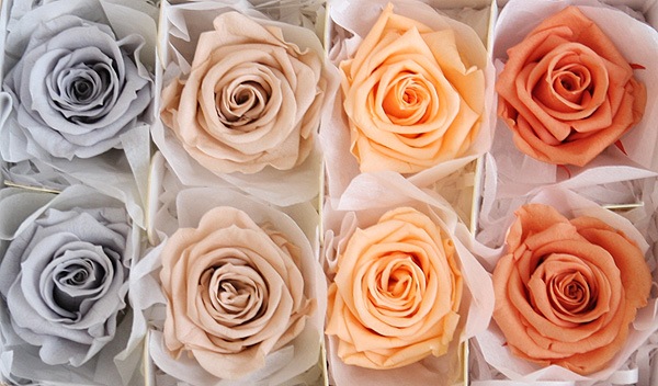 <@needs>ե륨С ǥʥꥸʥ륢(2x4) Х饨ƥߥå D