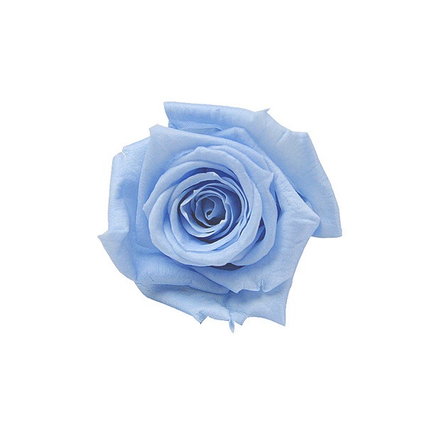 Florever �٥��ӡ�������(12) �ѥ������֥롼