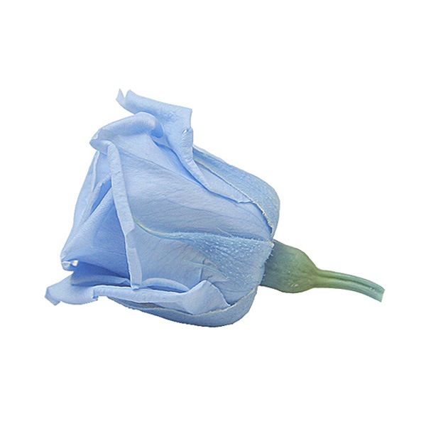 Florever �٥��ӡ�������(12) �ѥ������֥롼