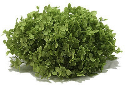 �������� ���ʥ٥뎥�إå� ���꡼��