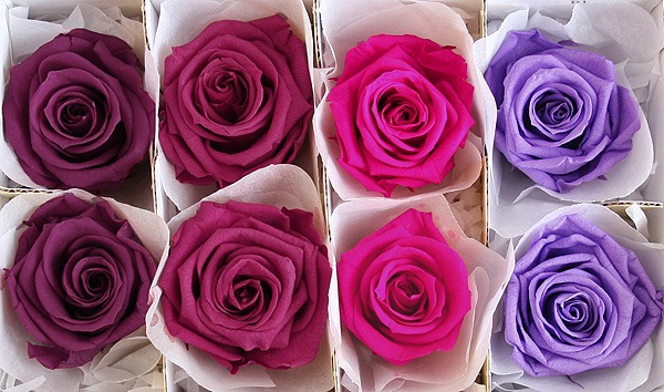 <@needs>ե륨С ǥʥꥸʥ륢(2x4) Х饨ƥߥå E