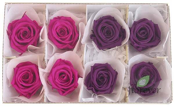 <@needs>ե륨С ǥʥꥸʥ륢(2x4) Х饨ƥߥå F