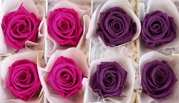 <@needs>ե륨С ǥʥꥸʥ륢(2x4) Х饨ƥߥå F