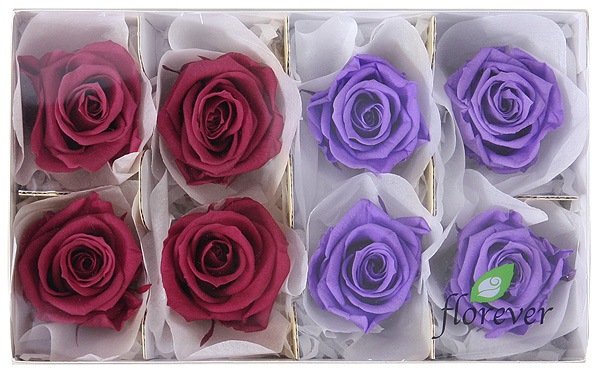 <@needs>ե륨С ǥʥꥸʥ륢(2x4) Х饨ƥߥå G