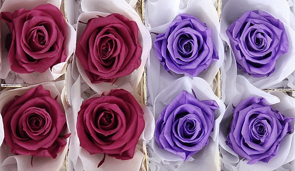 <@needs>ե륨С ǥʥꥸʥ륢(2x4) Х饨ƥߥå G