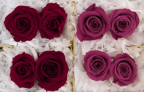 <@needs>ե륨С ץ졼ꥸʥ륢(2x4) Х饨ƥߥå B