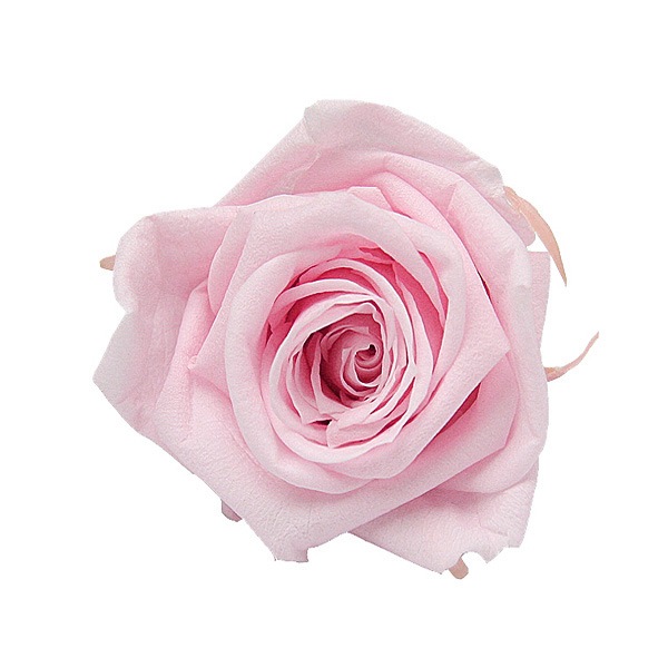 Florever ǥʥ(8) ߥ륭ԥ