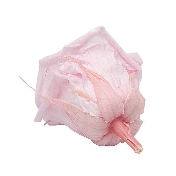 Florever ǥʥ(8) ߥ륭ԥ