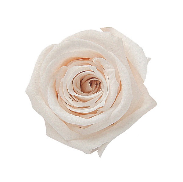 Florever ��ǥ����ʥ�����(8) �ѥ�ʥ��å�