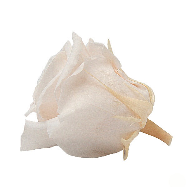 Florever ��ǥ����ʥ�����(8) �ѥ�ʥ��å�