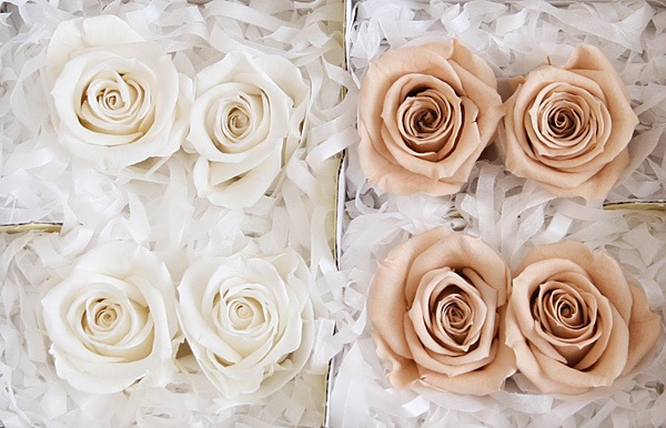 <@needs>ե륨С ץ졼ꥸʥ륢(2x4) Х饨ƥߥå A