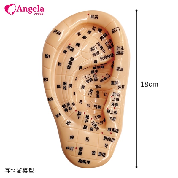 耳つぼ模型 | 耳つぼジュエリー | まつげエクステ用商材 Angela