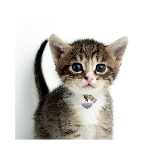 名入れ 猫専用ペット用プチハートプレートネックレス