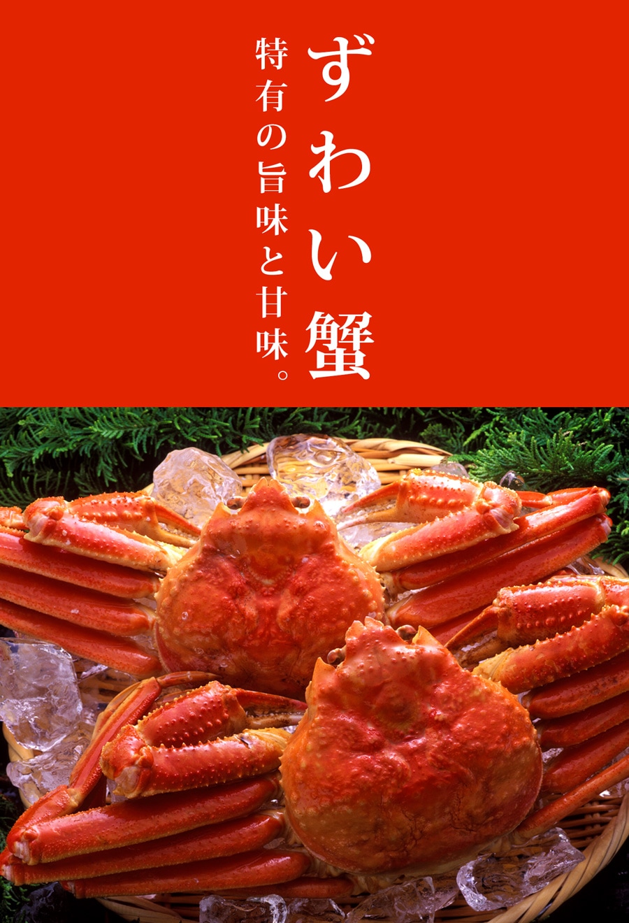 冷凍ゆでズワイガニ足5肩 味の特急便 日本海便り/商品詳細 【数量限定】 ズワイガニ肩(4L