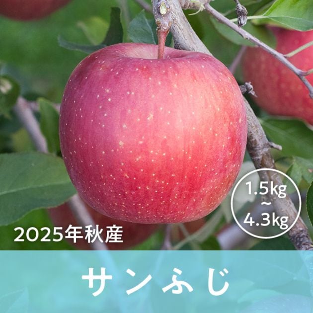 青森県産 サンふじ