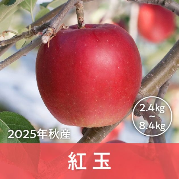 青森県産 紅玉