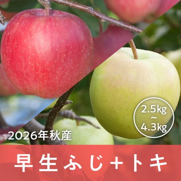 青森県産 早生ふじ+トキ