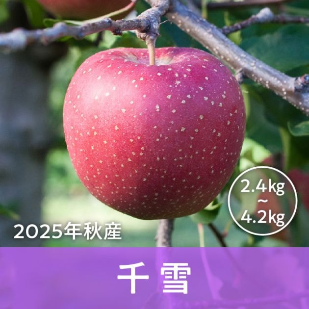 青森県産 千雪