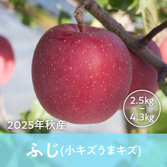 青森県産 ふじ(小キズうまキズ)