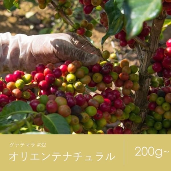 32 グァテマラ オリエンテナチュラル コーヒー 青海スペシャルティ珈琲（送料込み）