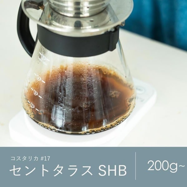【定期購入】17 コスタリカ セントタラスSHB コーヒー 青海スペシャルティ珈琲