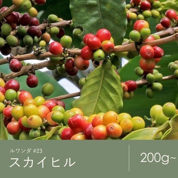 【定期購入】23 ルワンダ スカイヒル コーヒー 青海スペシャルティ珈琲