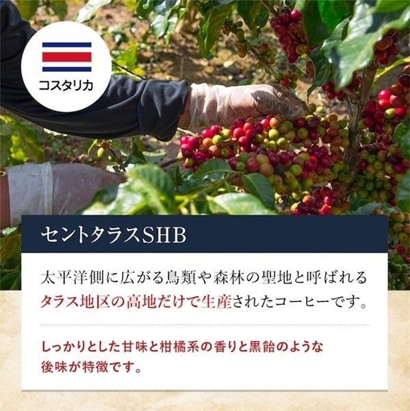 17 コスタリカ セントタラスSHB コーヒー 青海スペシャルティ珈琲（送料込み）