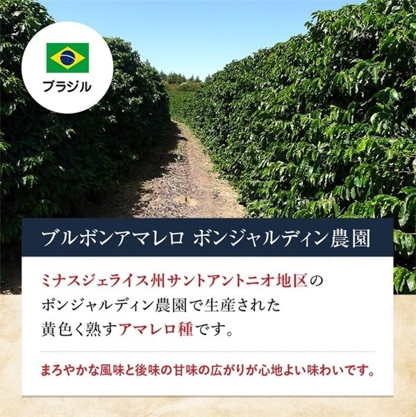 【定期購入】6 ブラジル ブルボンアマレロボンジャルディン農園 コーヒー 青海スペシャルティ珈琲