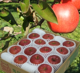 青森りんご☆送料無料☆贈答用サンふじ5キロ14～18玉 発送は11月30日頃