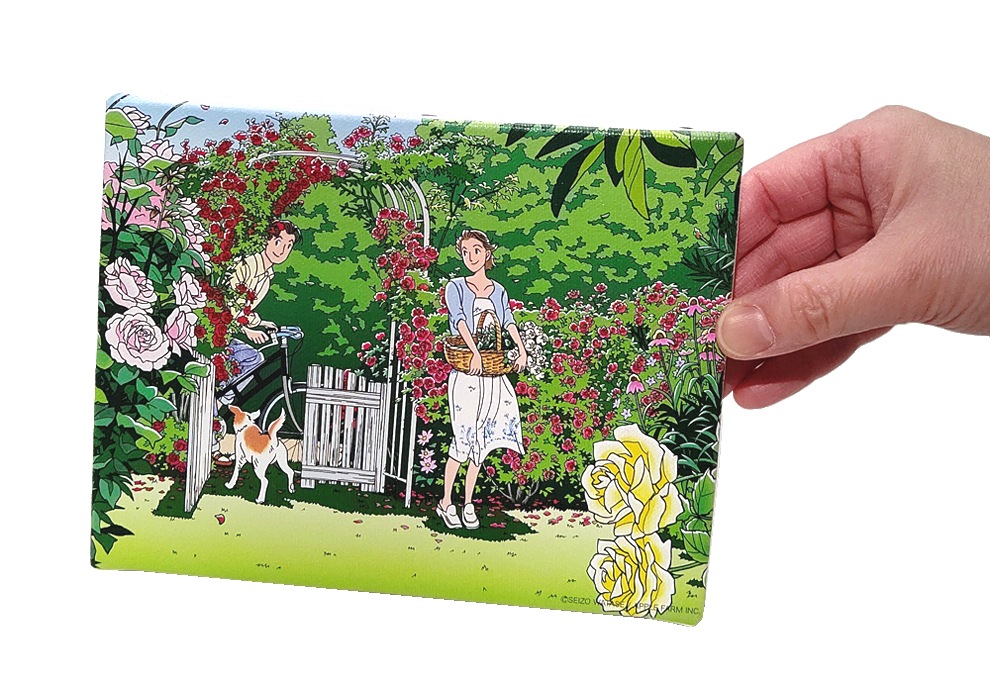 ߥ˥ХWhite Old Roseιʿ͡