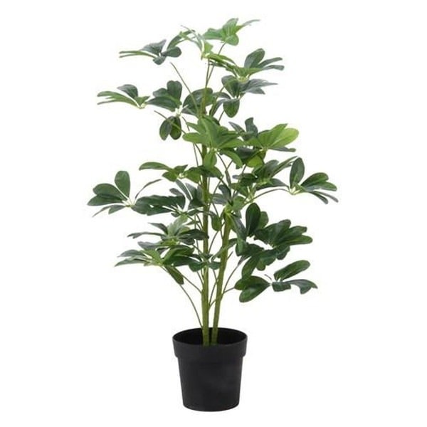 12レア　希少　縁起物　親木ヤドリギ　 ◉2色付き　実沢山❗️ 4953980526939 不二貿易 観葉植物 ヤドリフカノキ 216 17281 商品