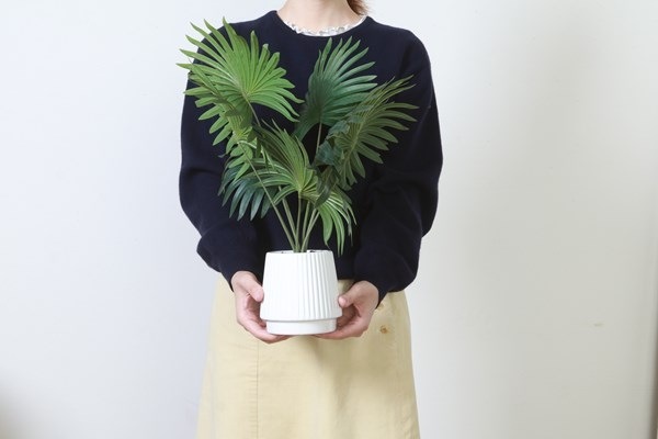 不二貿易 フェイクグリーン パナマソウ セラミックポット FB-370715 商品コード41129【代引・日時指定・キャンセル不可・北海道沖縄離島配送不可】 -お取リ寄せ-