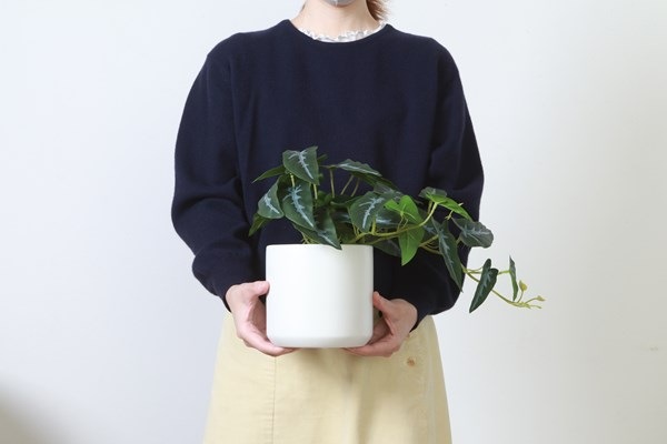 不二貿易 フェイクグリーン アロカシア セラミックポット FB-370725A 商品コード41138【代引・日時指定・キャンセル不可・北海道沖縄離島配送不可】 -お取リ寄せ-