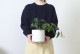 不二貿易 フェイクグリーン アロカシア セラミックポット FB-370725A 商品コード41138【代引・日時指定・キャンセル不可・北海道沖縄離島配送不可】 -お取リ寄せ-