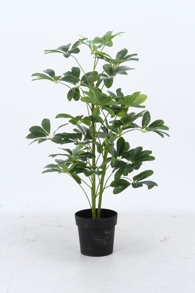 4953980526939 不二貿易 観葉植物 ヤドリフカノキ 216 17281 商品