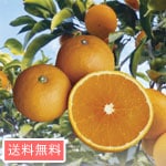 ��ë������������󥴡���