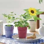 ���쥤�������ǥ�