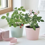 ���󥯥������ǥ�