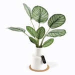 �ãԿ��ޥ����ꥢ