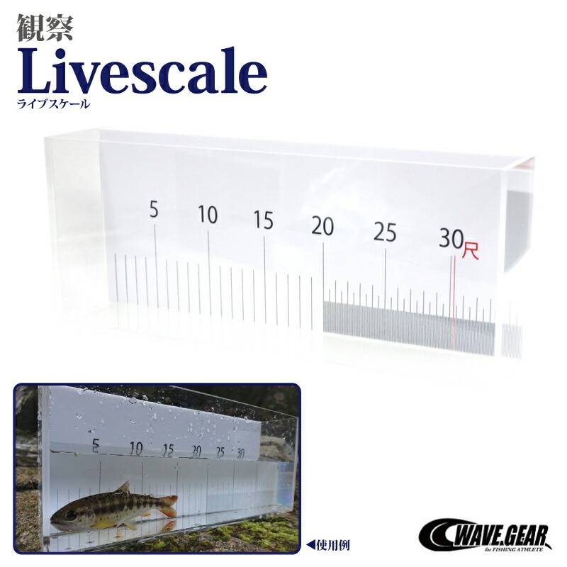観察ライブスケール 観察ケース 目盛り付 外寸縦150×横360×幅70mm KG-321 WAVE GEAR ウェーブギア