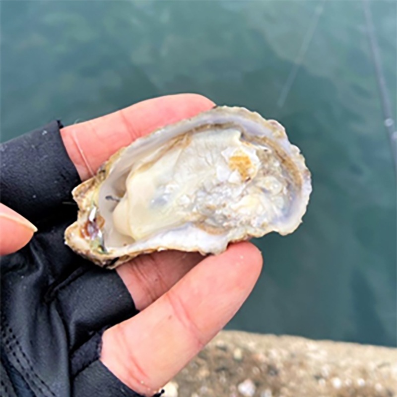 門林水産 生牡蠣 エサ缶 3kg （約81個前後） 広島県産 釣り餌用 ナマガキ 冷蔵で約1週間保存可能 養殖牡蠣 産地直送