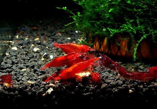 ワインレッドチョコレートシュリンプ 5匹 シュリンプ Aqua F東京店通販ショップ