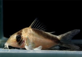 CW220��C��.sp.���ߥ��󥰥Ρ����֥ͥ�ʥ����ȥꥪ���������ڥ��ɡ�WILD��3ɤ