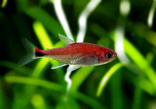 熱帯魚】 ディープレッドホタルテトラ WILD 5匹 | 熱帯魚,カラシン