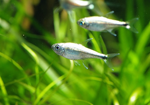 熱帯魚】 ゴールデンテトラ WILD 5匹 | 熱帯魚,カラシンWild | AQUA-F